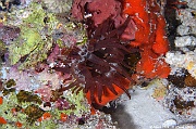 Dofleinia sp Anemone a points-Maldives Maaya Thila-16m-20240422nuit-da-DSC_5948_tn